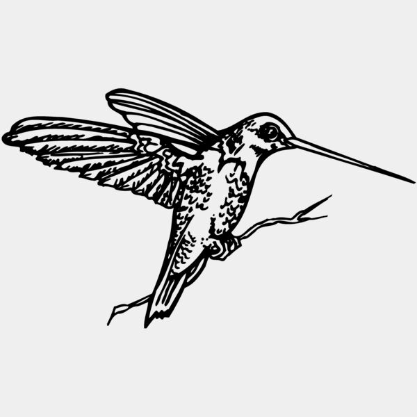 BIRD033 Thumbnail